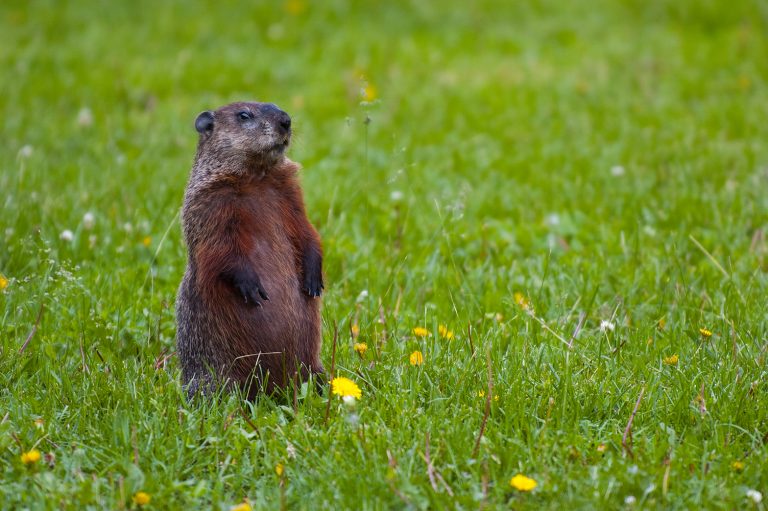 Groundhog finds new home – Valley Reality